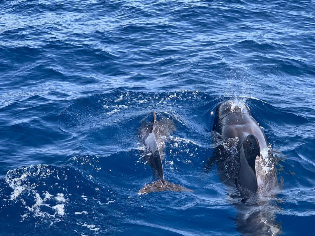 Teno–Rasca Marine Corridor (off Costa Adeje)